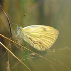 Schmetterling