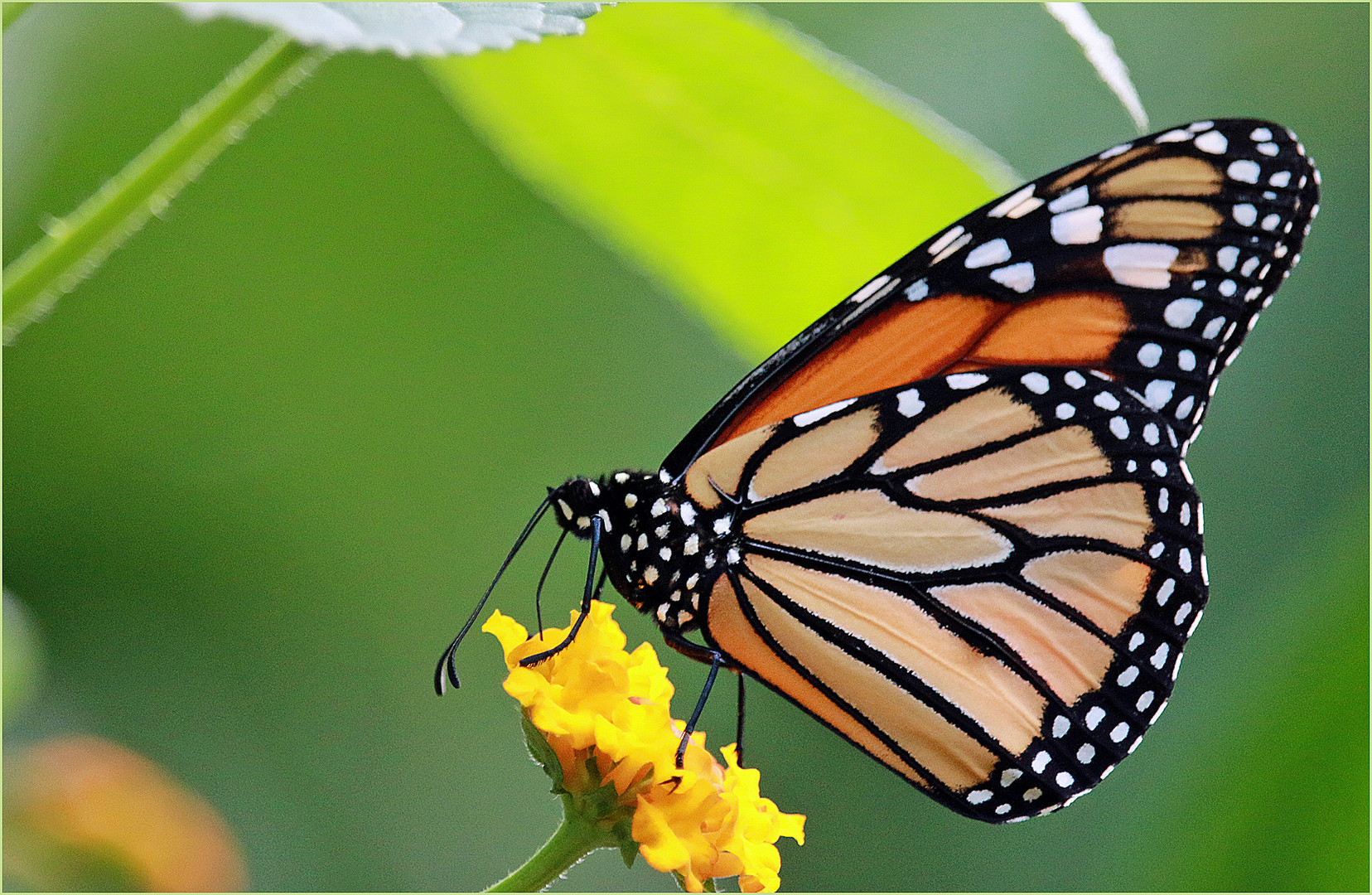 Schmetterling