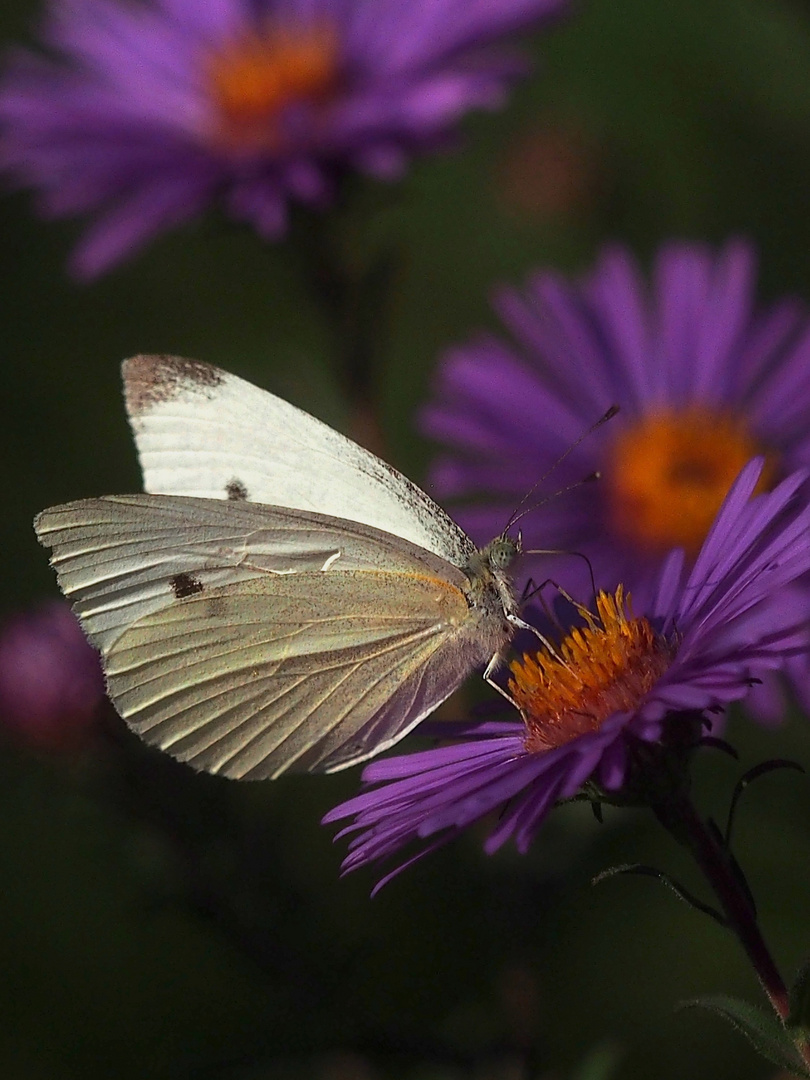 SCHMETTERLING