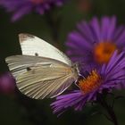 SCHMETTERLING