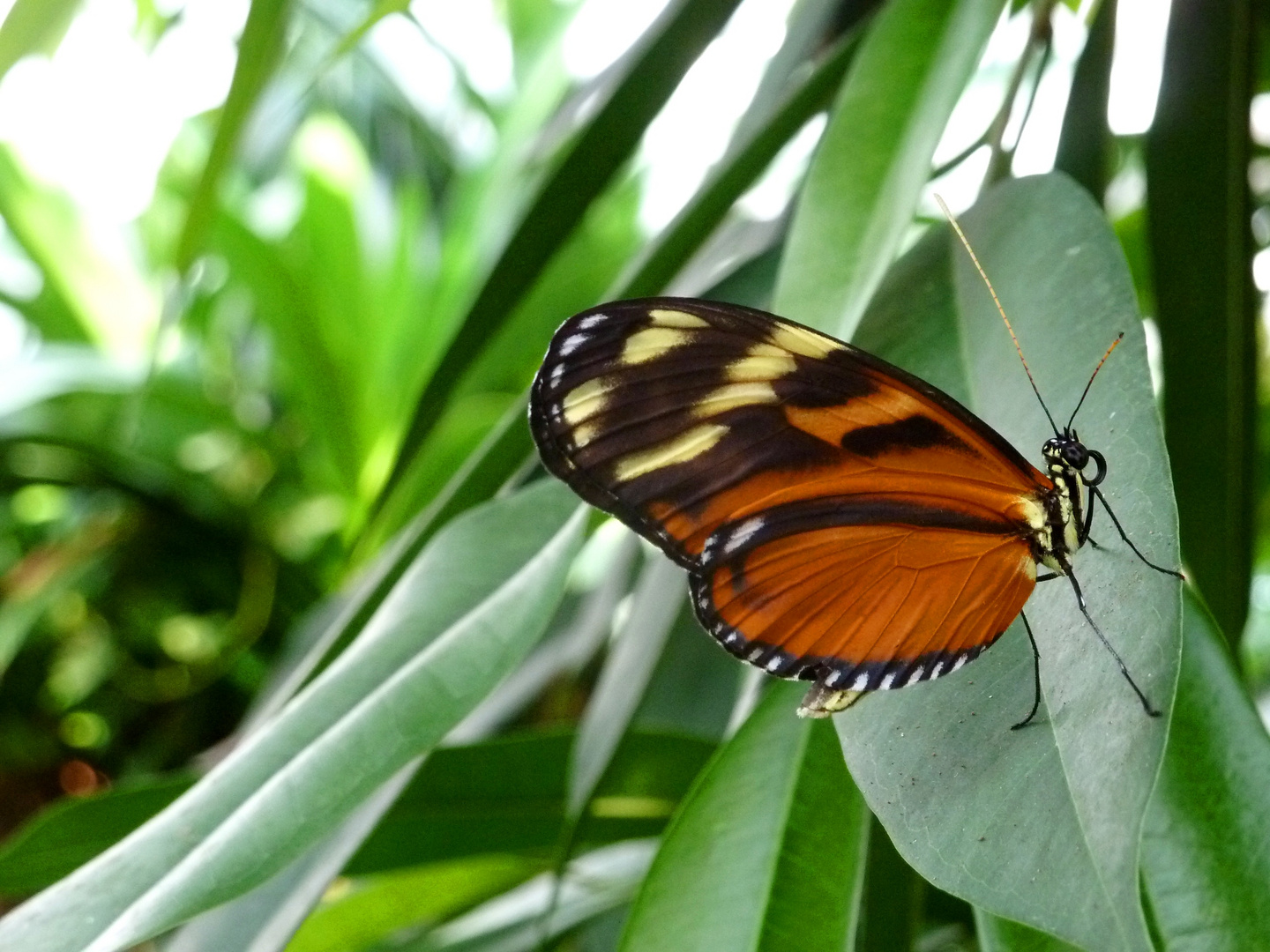 Schmetterling