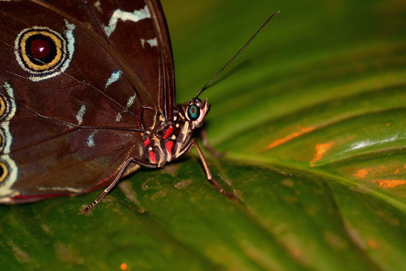 Schmetterling