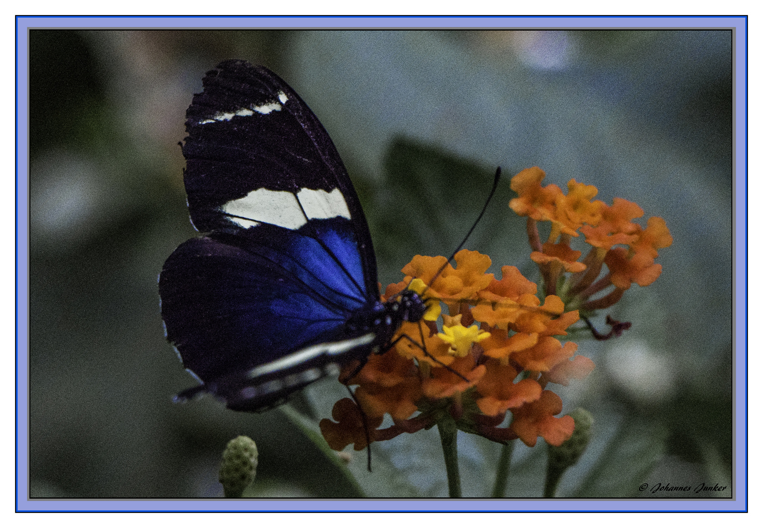 Schmetterling 