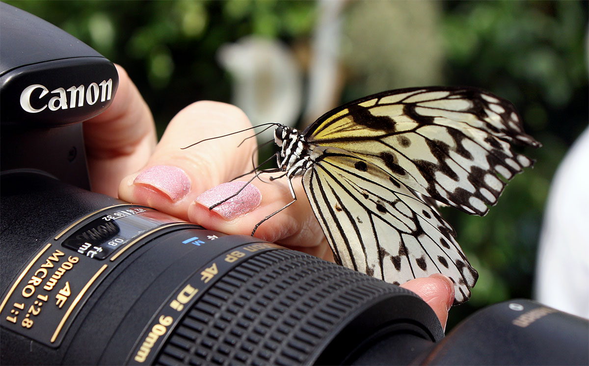 Schmetterling