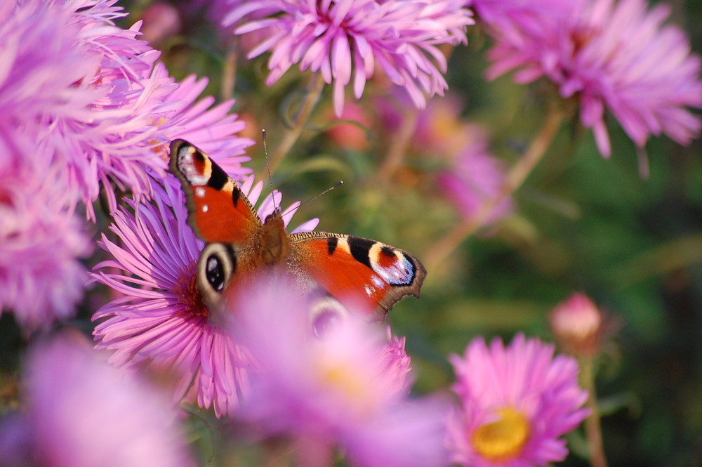 Schmetterling