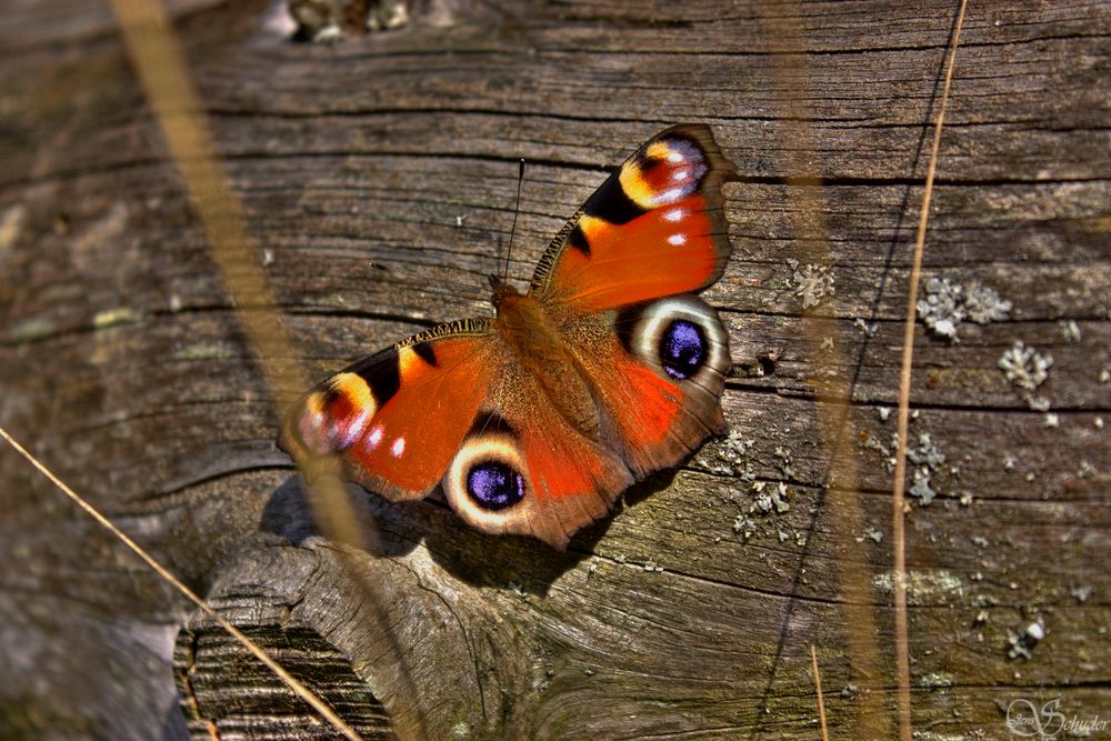 Schmetterling