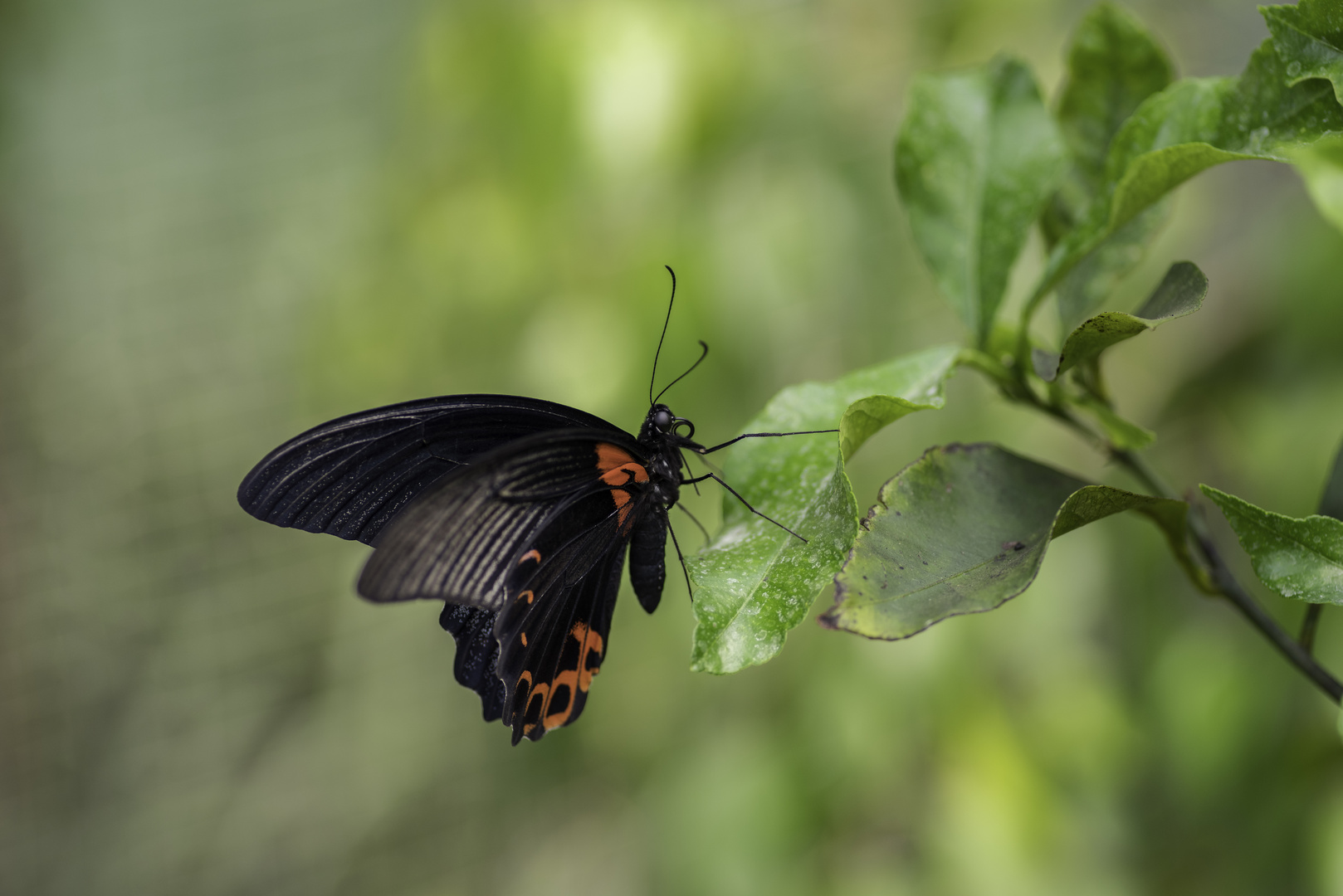 Schmetterling