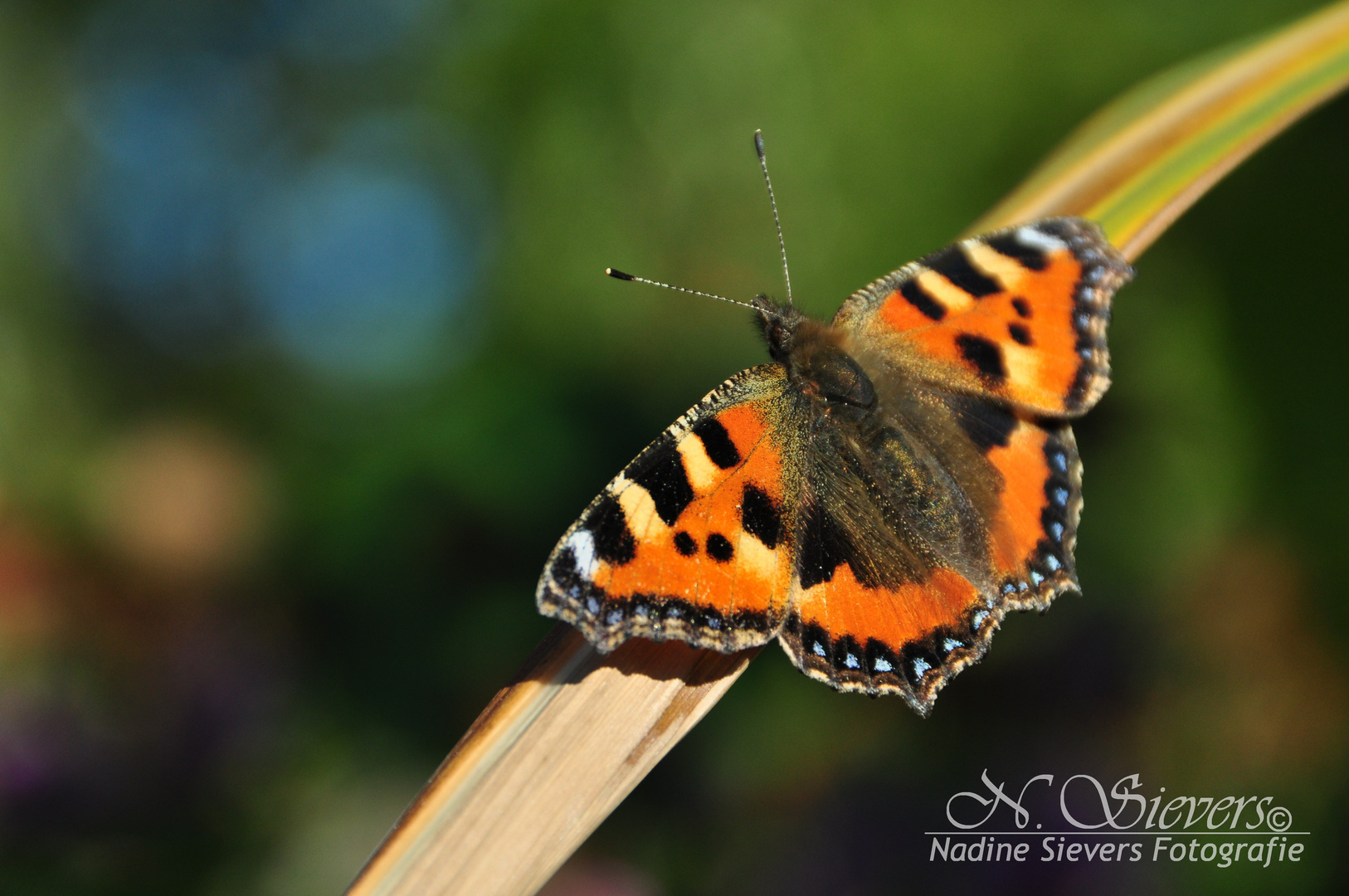 Schmetterling