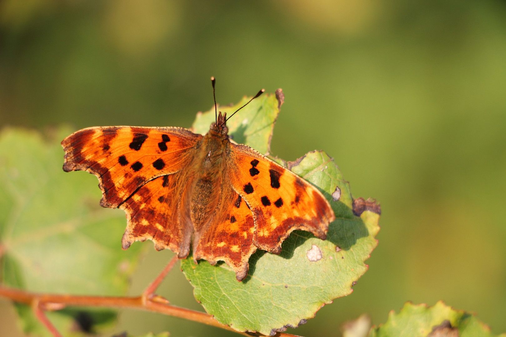 Schmetterling