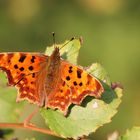 Schmetterling