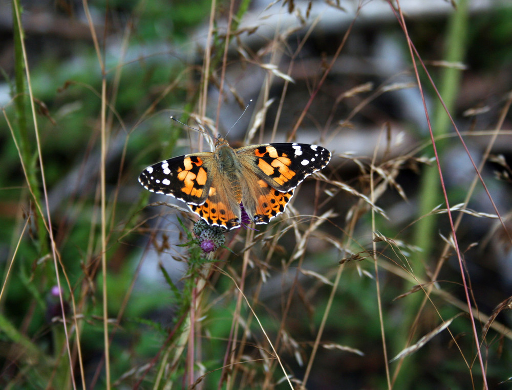 Schmetterling