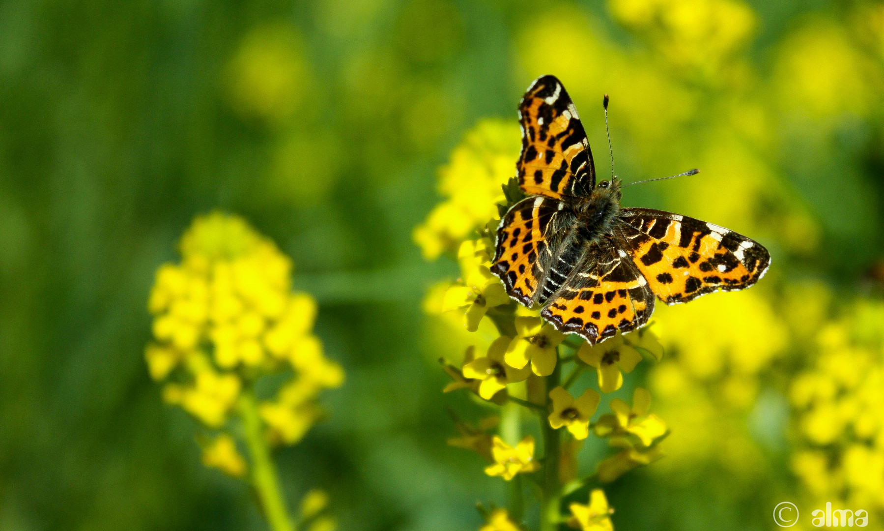 Schmetterling