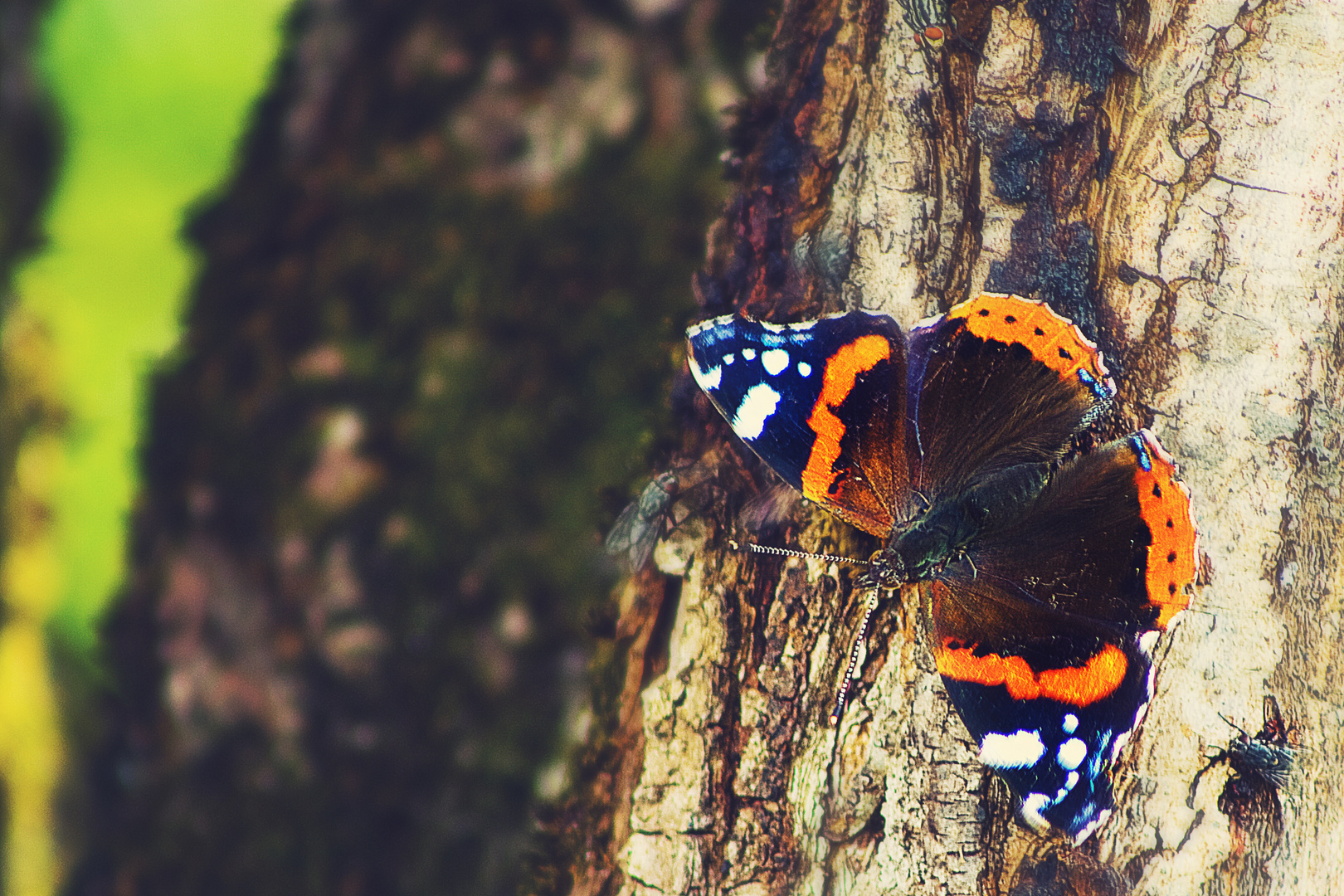 Schmetterling