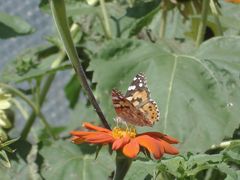 Schmetterling