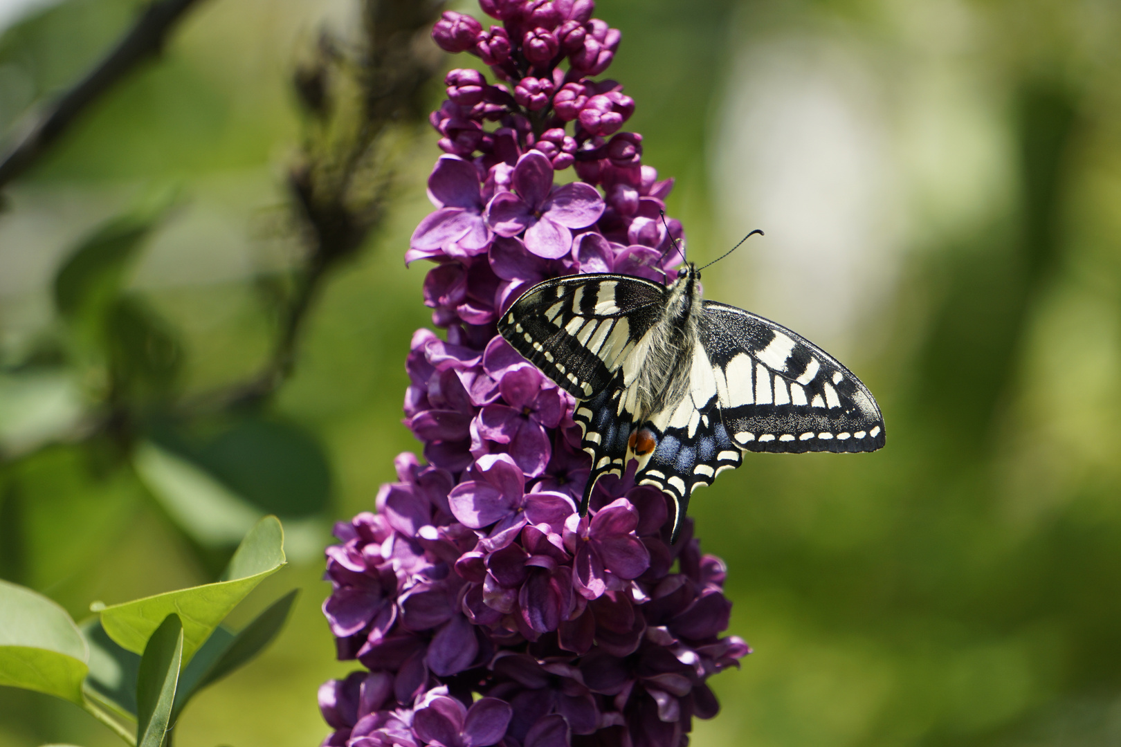 Schmetterling