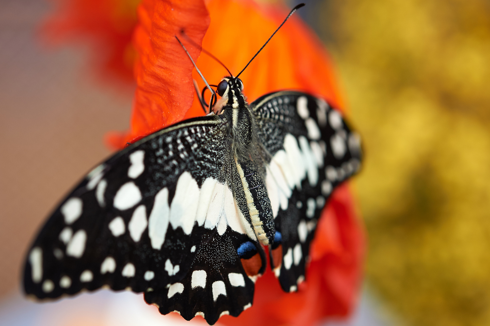 Schmetterling 