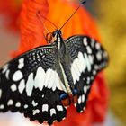 Schmetterling 