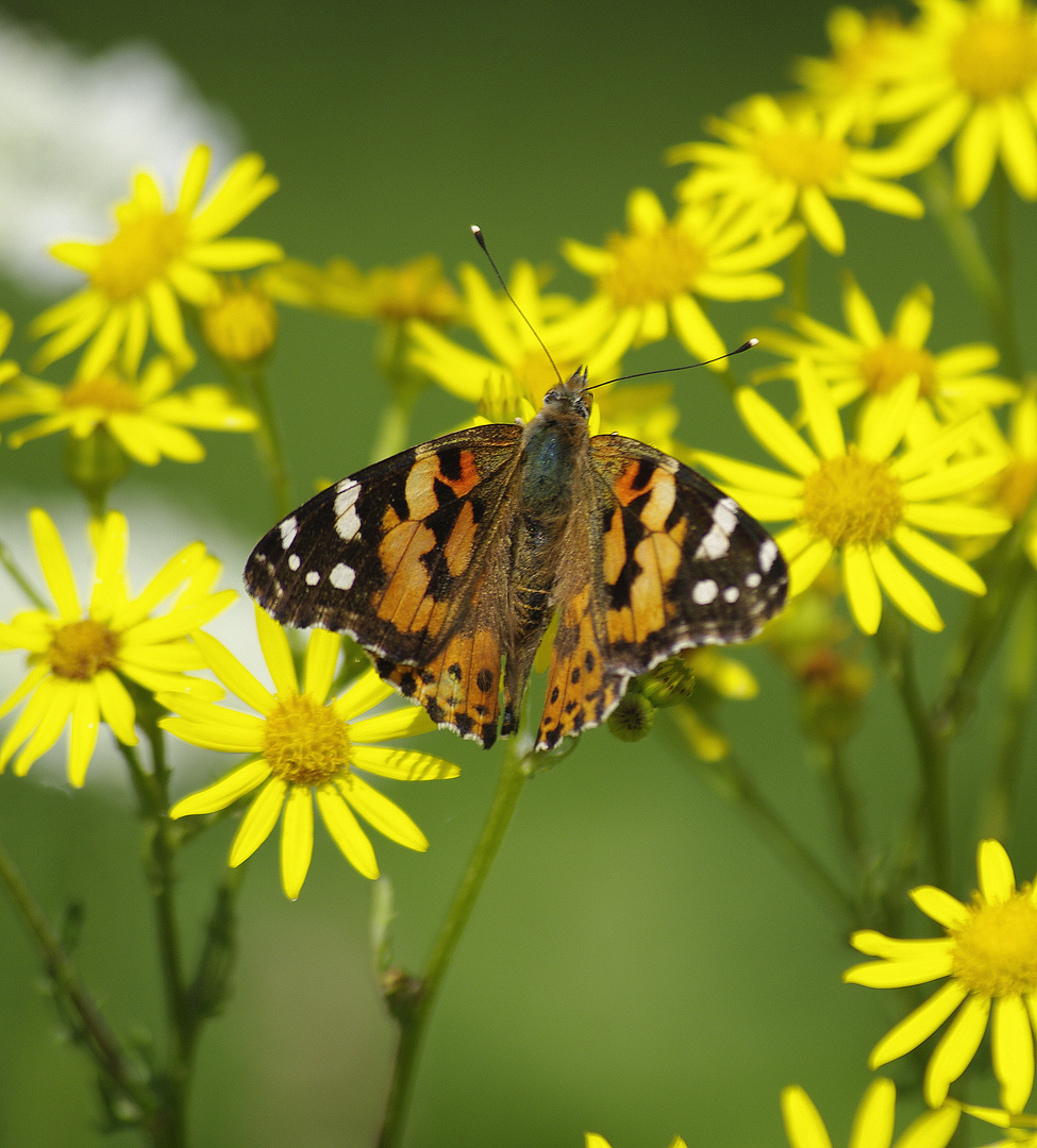 Schmetterling