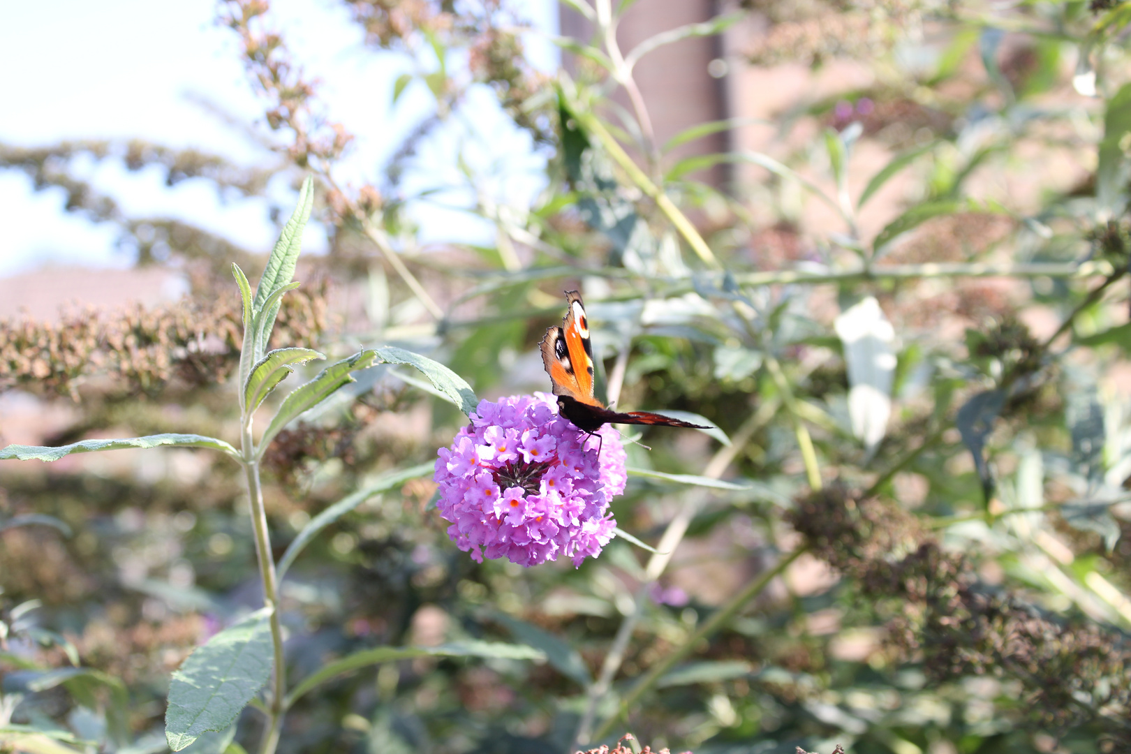 Schmetterling