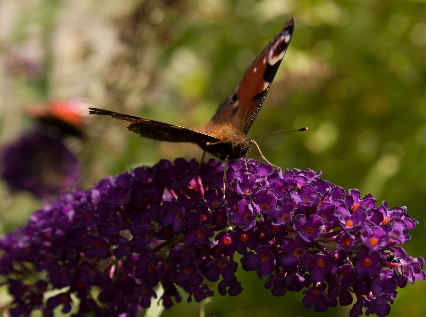 Schmetterling