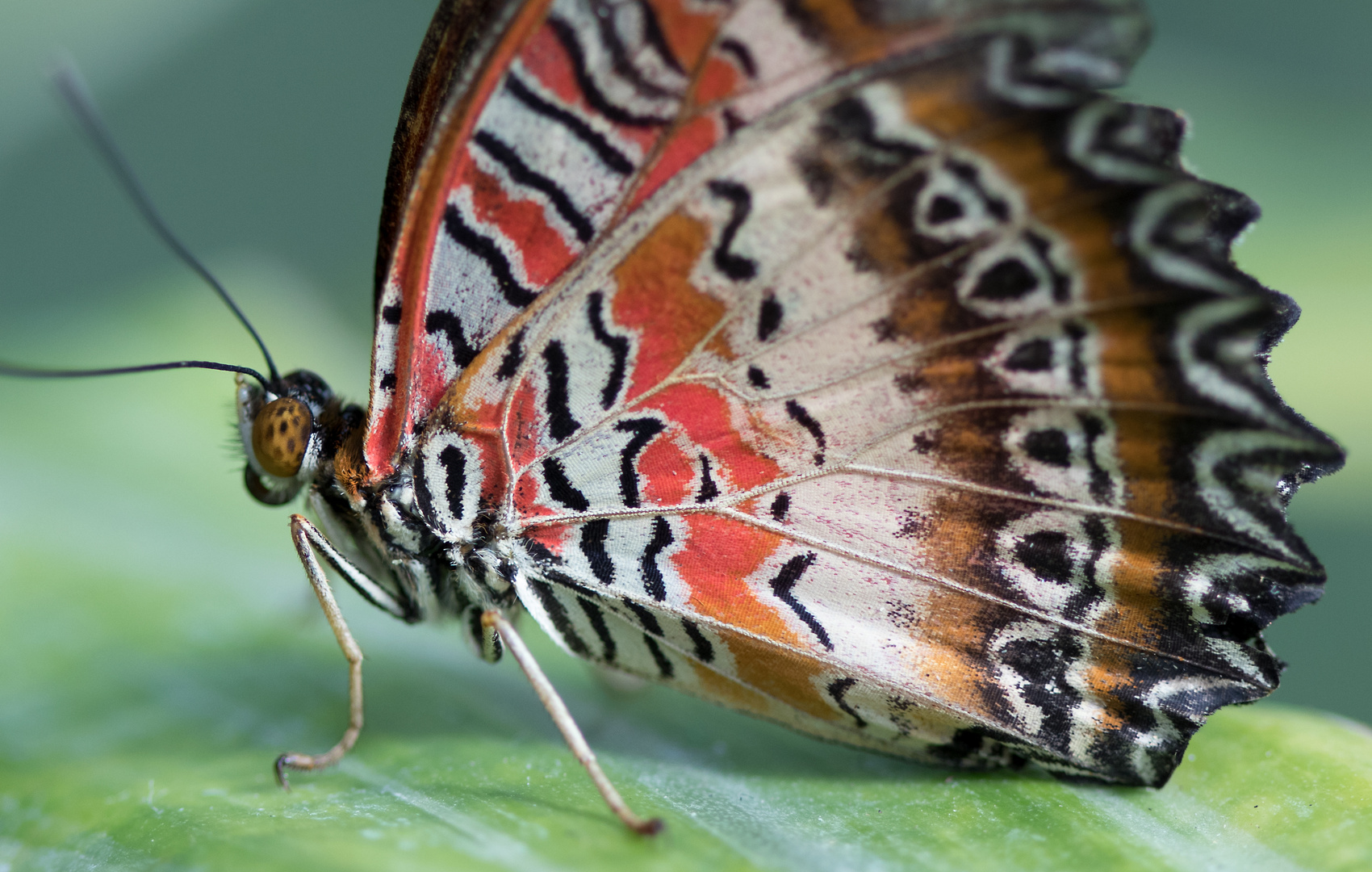 Schmetterling