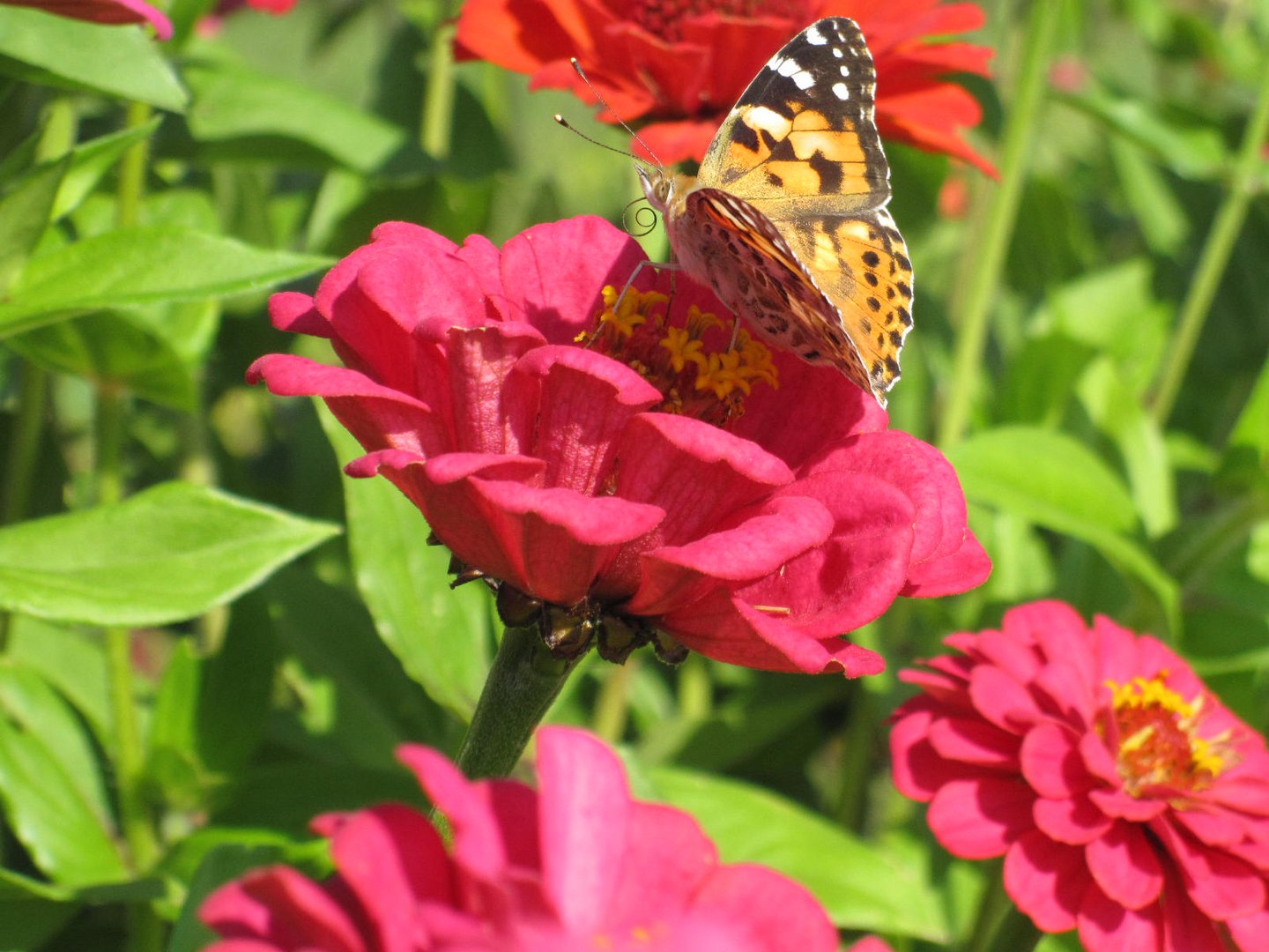 Schmetterling