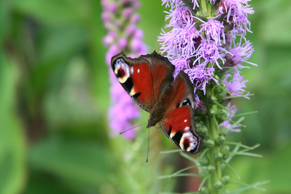 Schmetterling