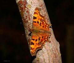 Schmetterling 