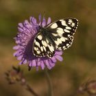 schmetterling