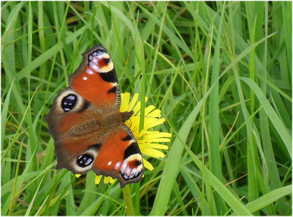 Schmetterling ...