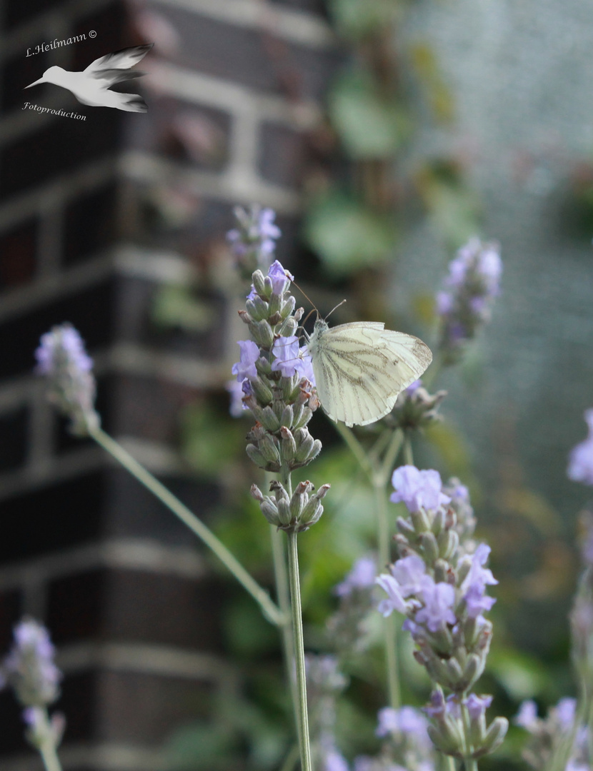 Schmetterling