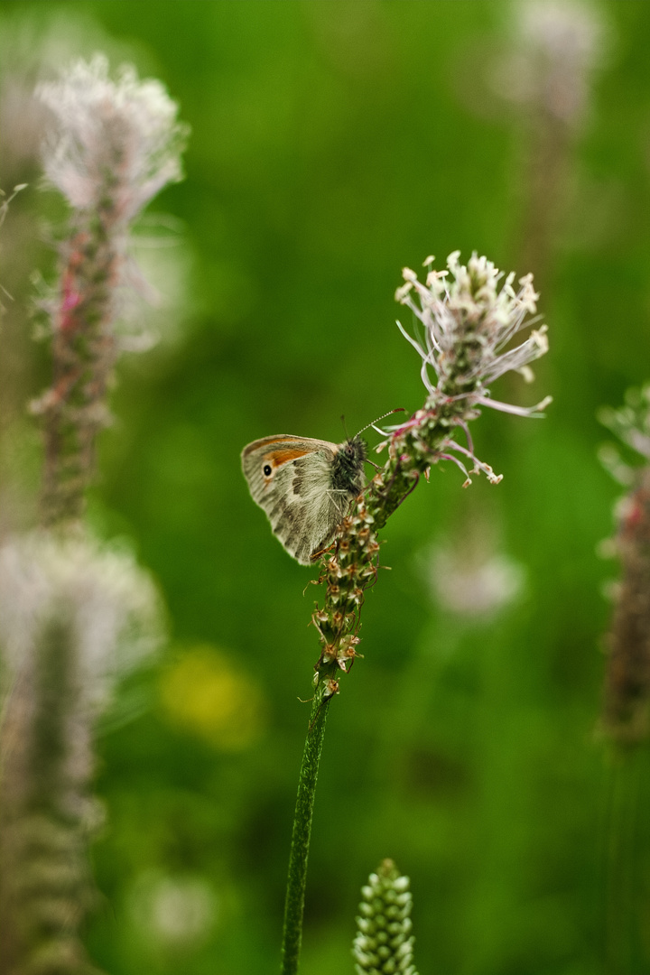 Schmetterling