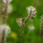 Schmetterling