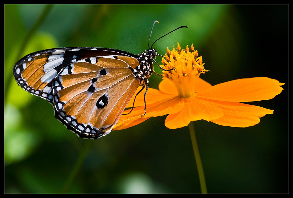 Schmetterling