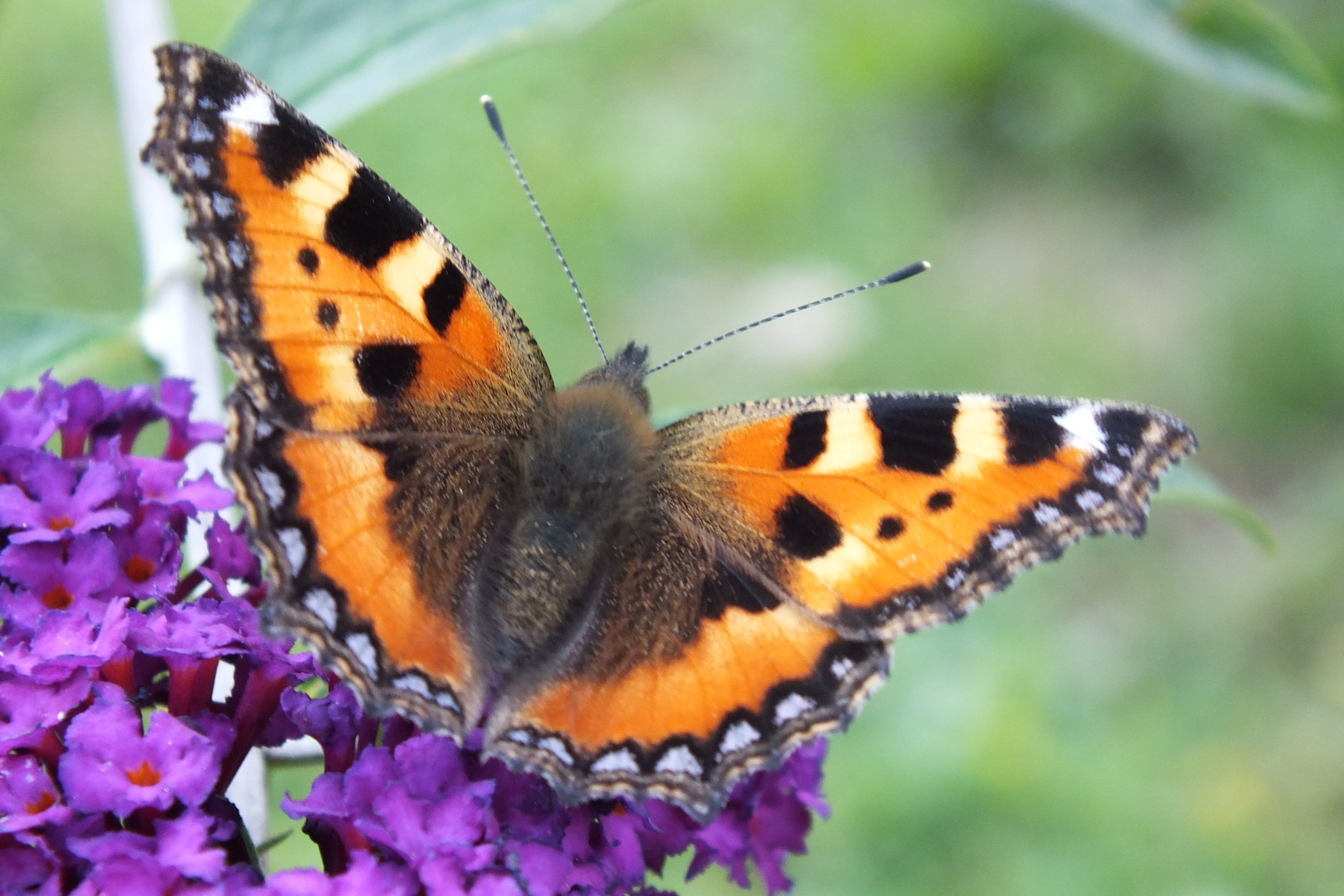 Schmetterling