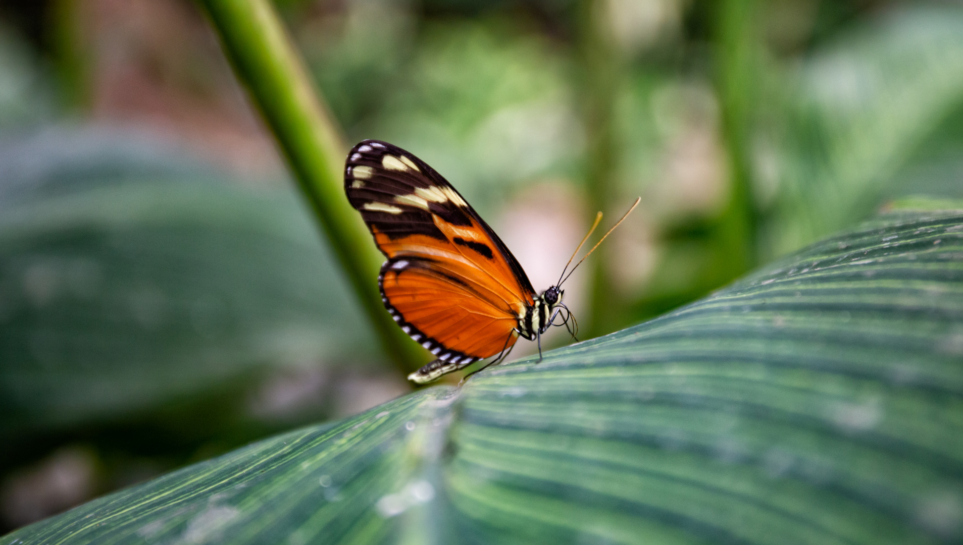 Schmetterling