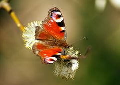 Schmetterling