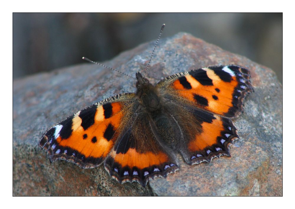 Schmetterling von Dominik T. Mayer 