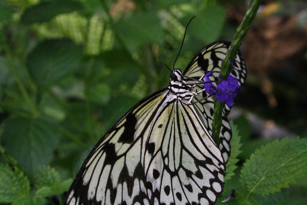 Schmetterling