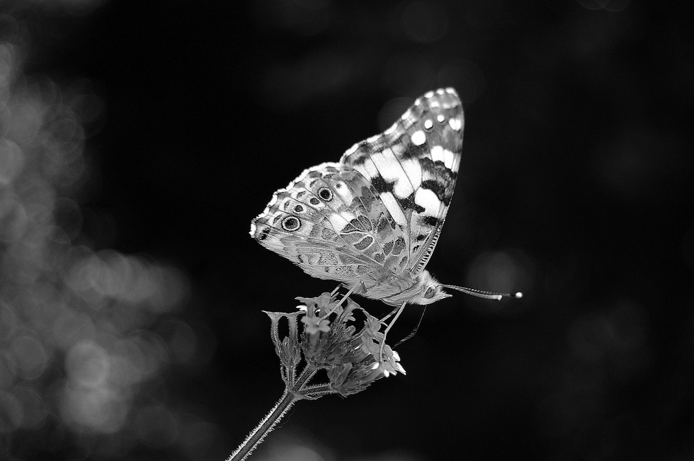 Schmetterling