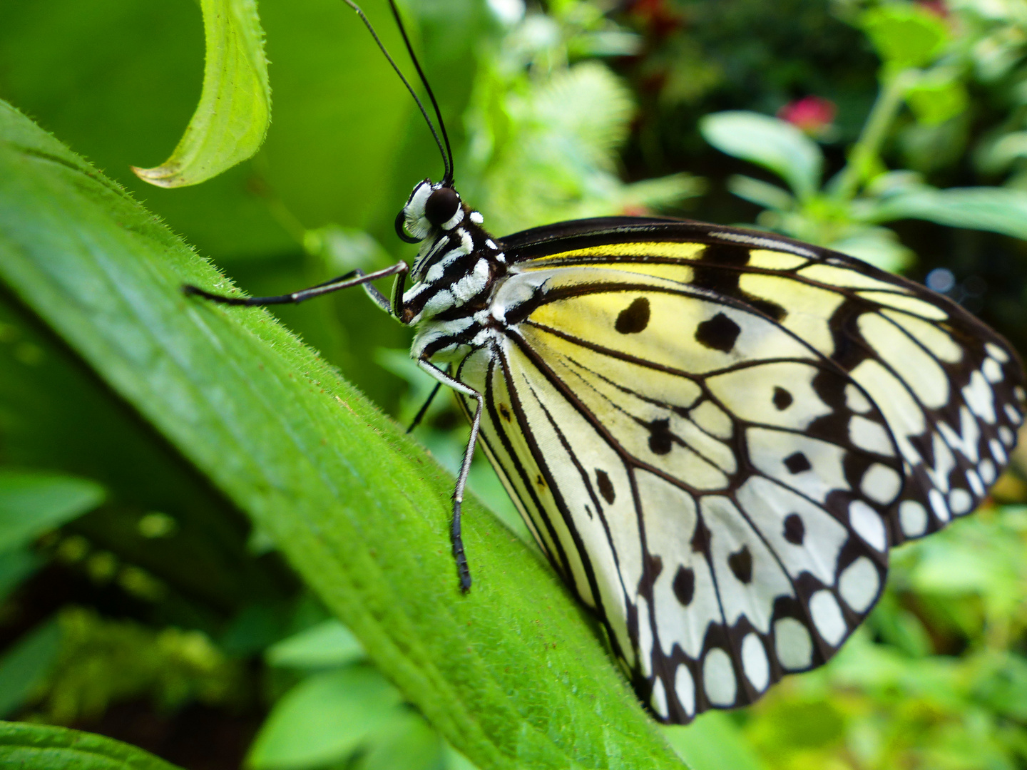 Schmetterling