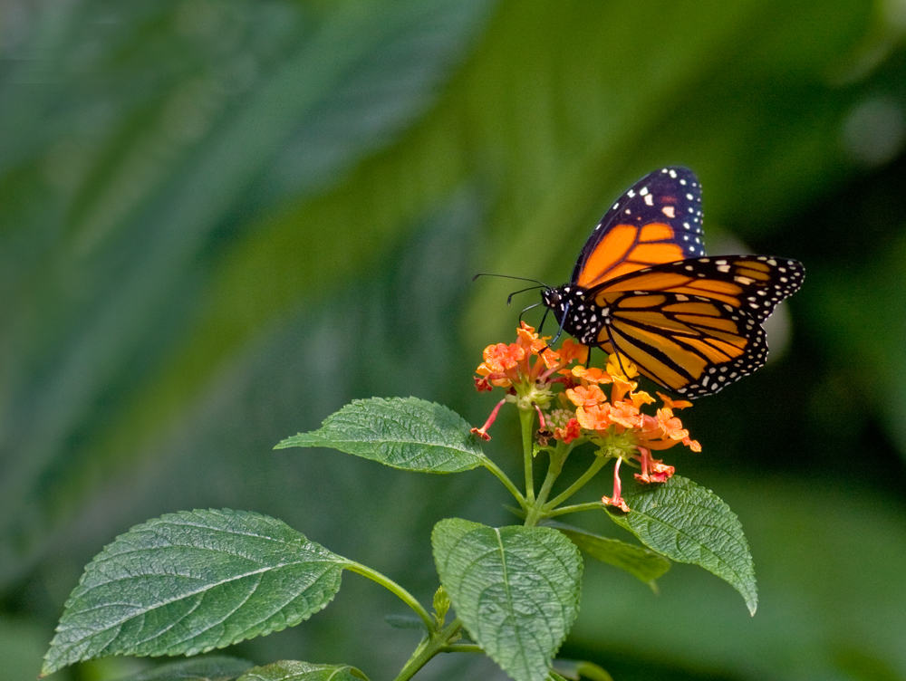 Schmetterling