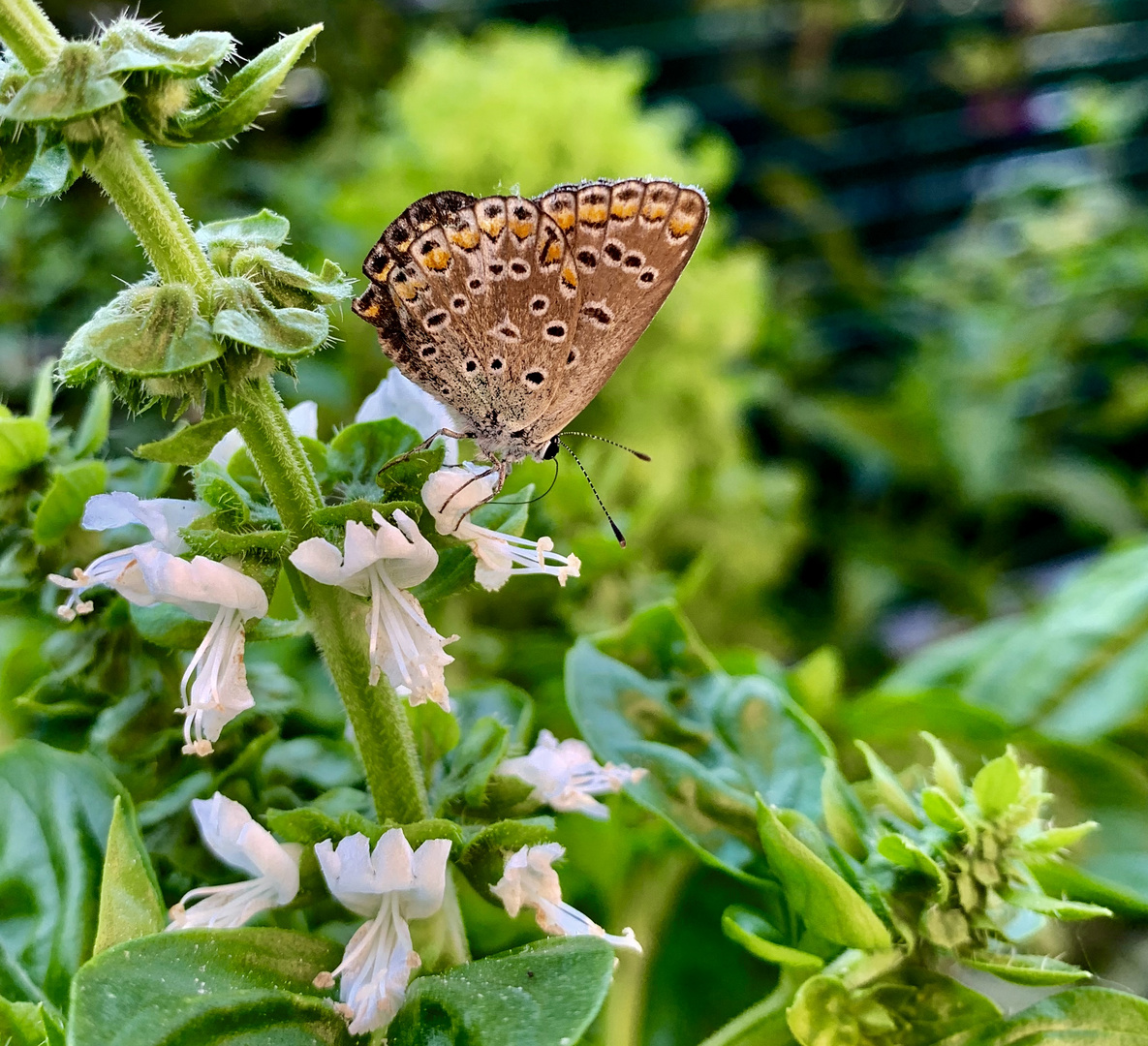 Schmetterling