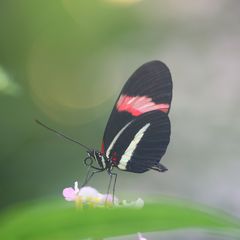 Schmetterling