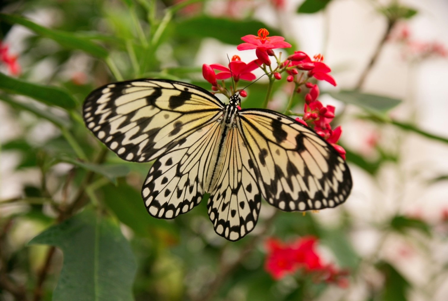 Schmetterling