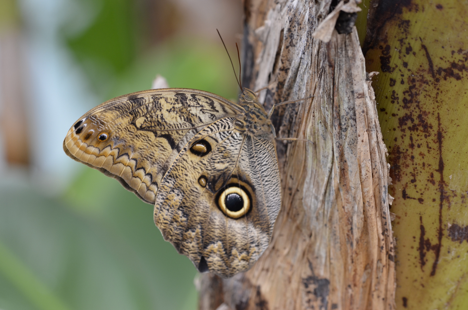 Schmetterling