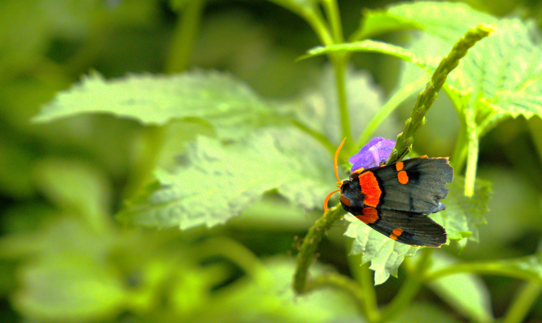 Schmetterling