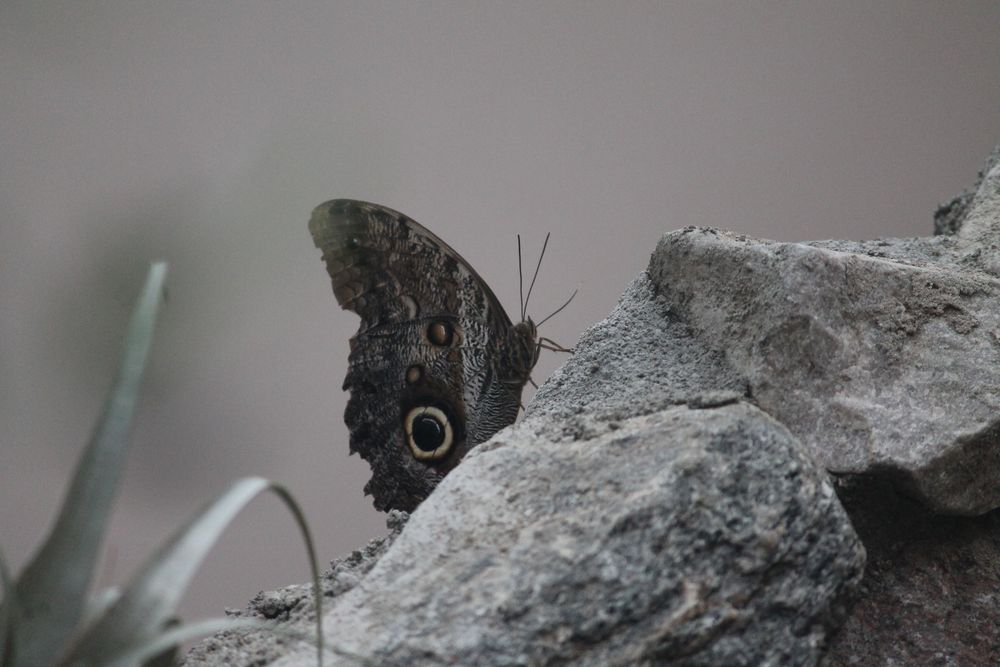 Schmetterling