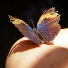 Schmetterling