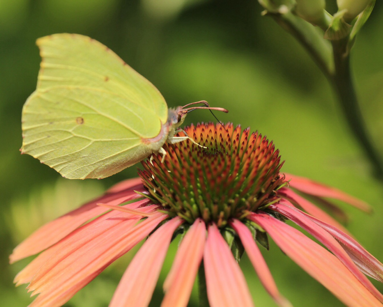 Schmetterling